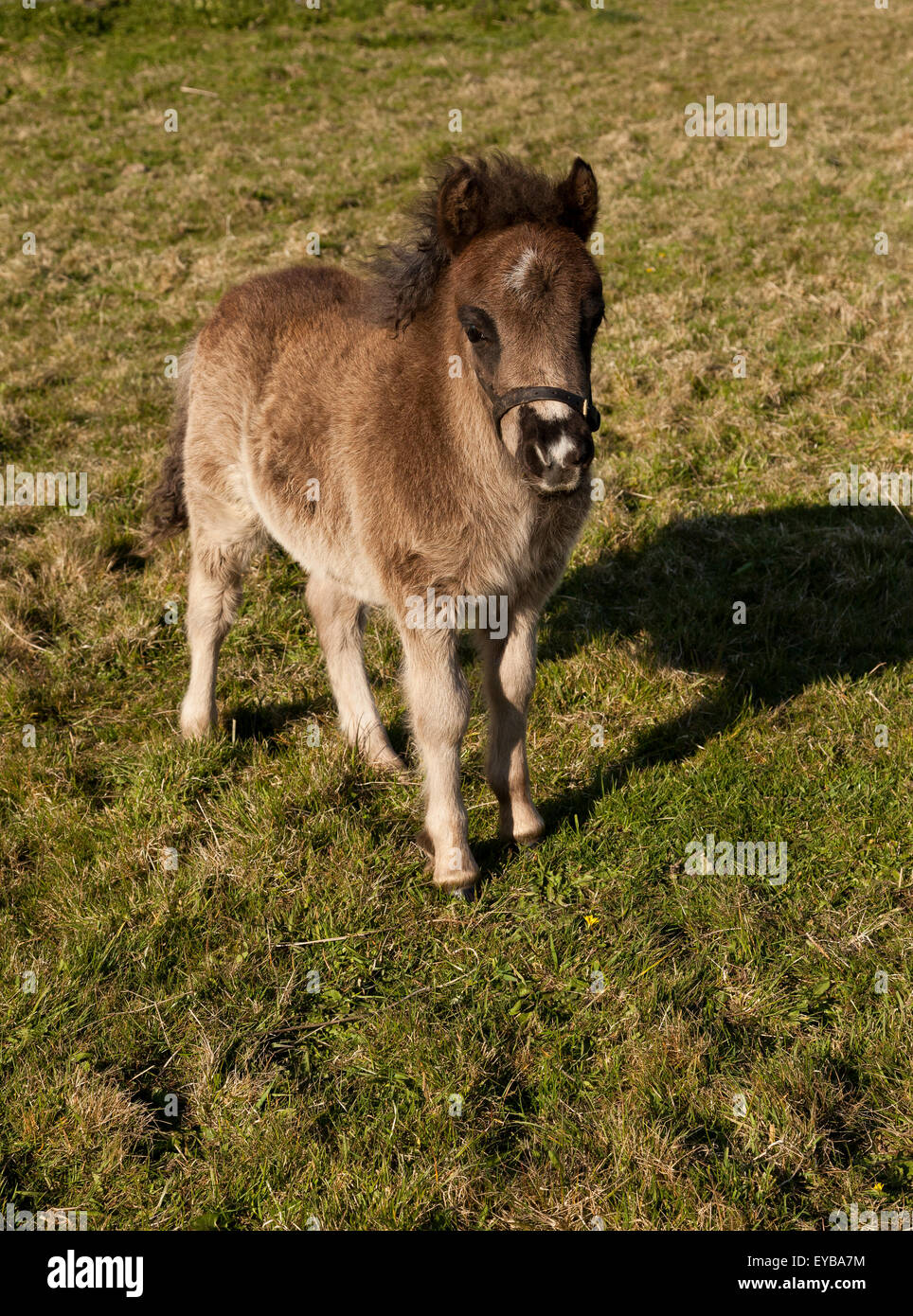 Ein Colt Fohlen steht in einer Wiese Stockfoto