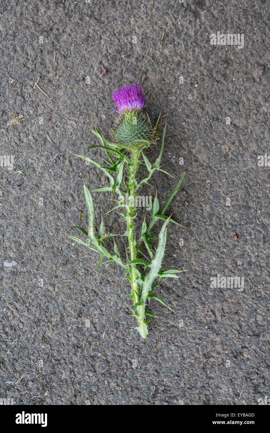 Wilde Disteln aus Schottland. Stockfoto