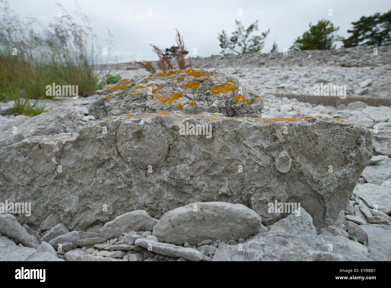 Fossil in Kalkstein, Gotland, Schweden Stockfoto