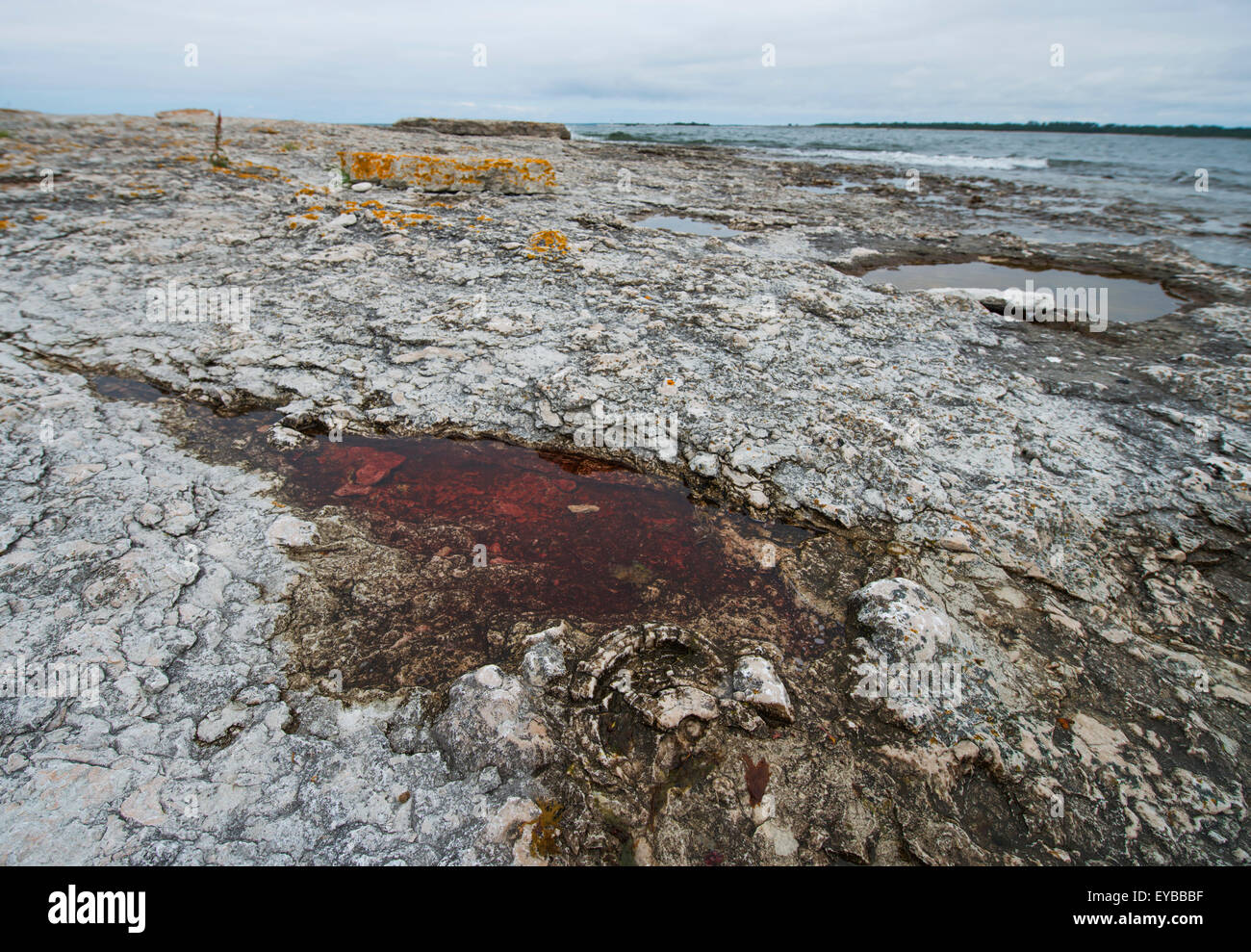 Gotland, Fossil in Kalkstein Stockfoto