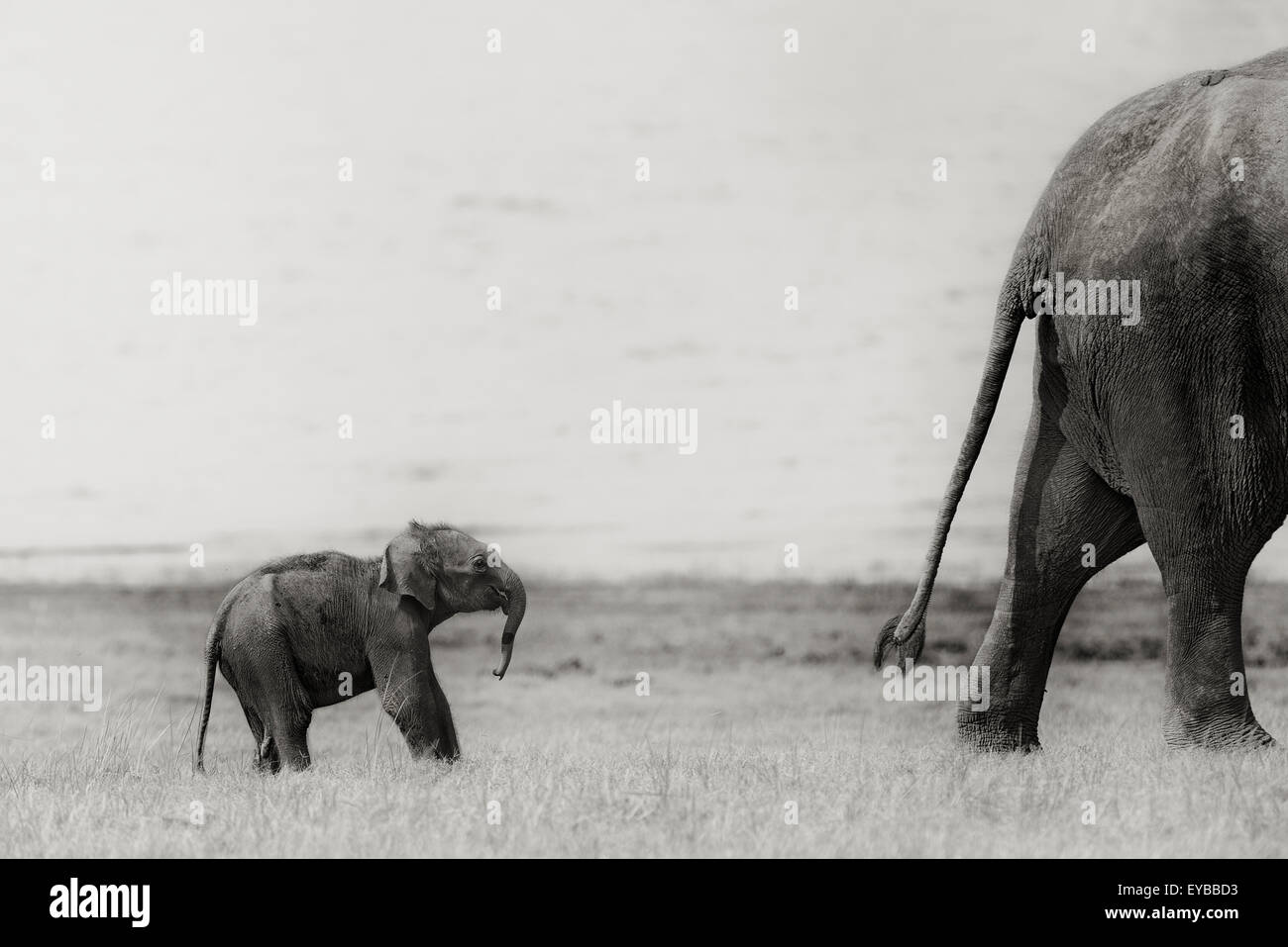 Der asiatische Elefant Stockfoto