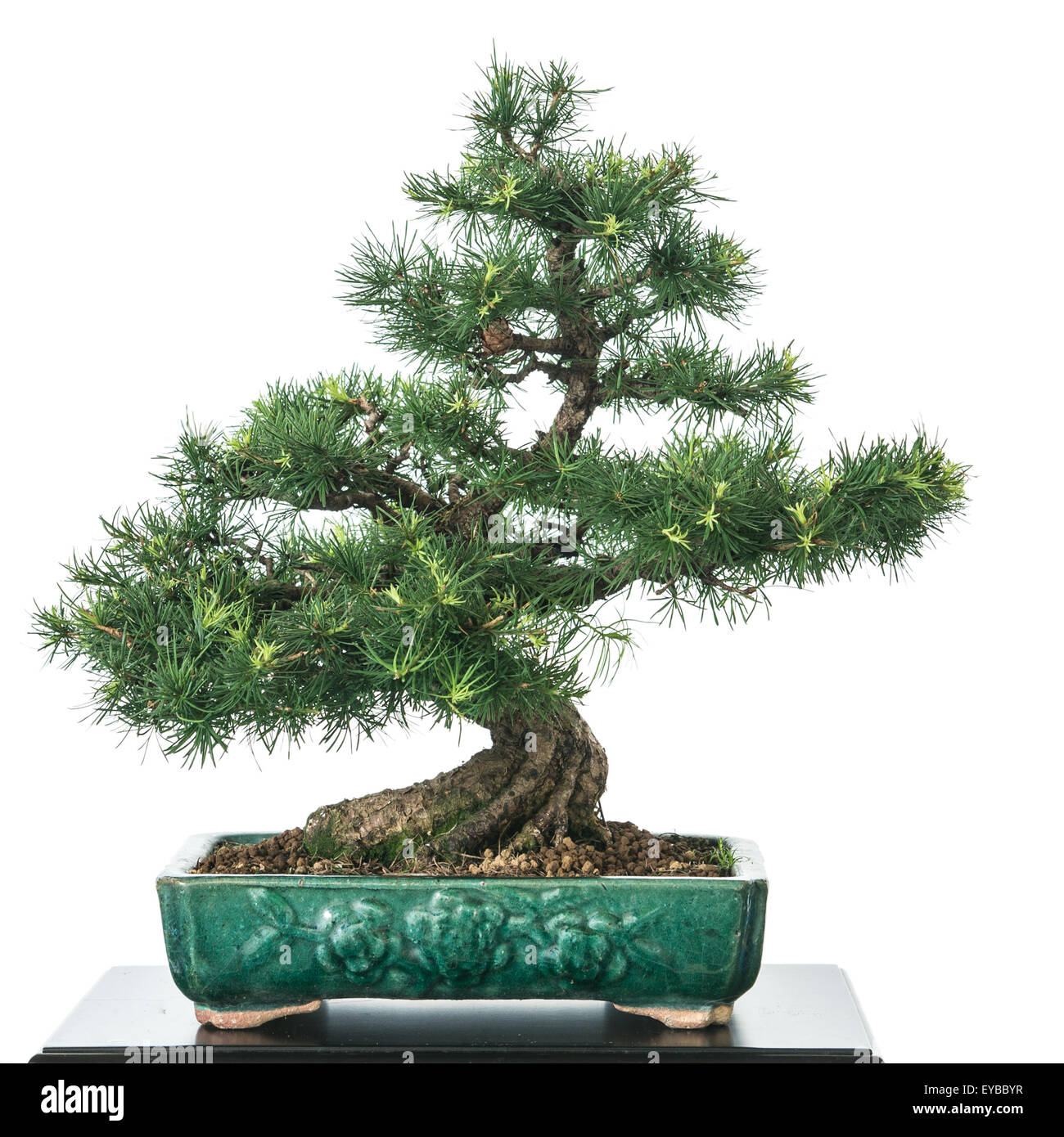 Lrche (Larix Decidua) als Bonsai-Baum mit grnen Nadeln Stockfotografie -  Alamy
