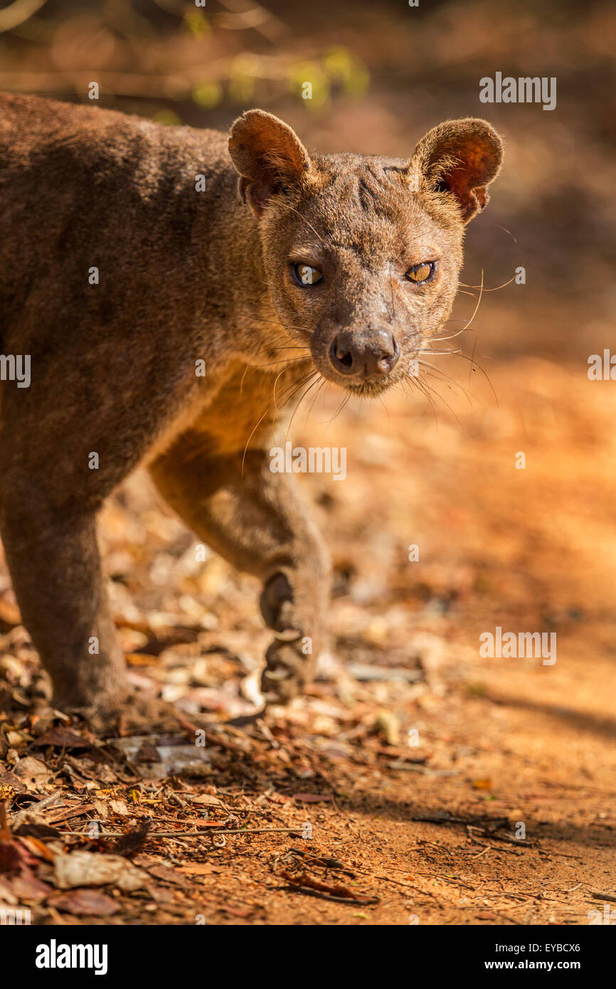 Ein Porträt von einem männlichen Fossa im Nationalpark Kirindy, Madagaskar. Stockfoto
