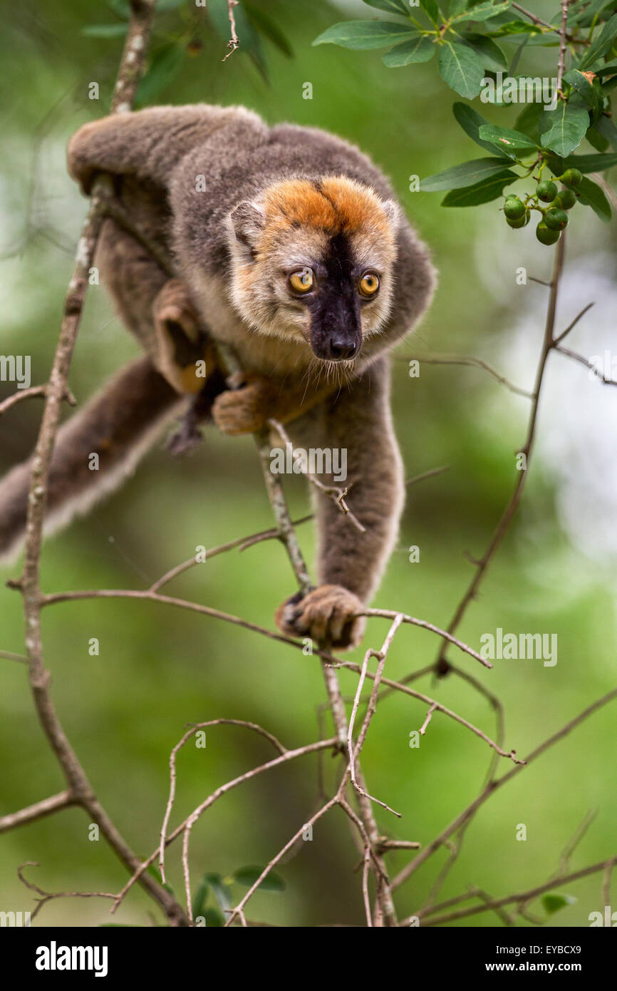 Ein rot-fronted Lemur hängen an einem Ast im Berenty Reserve, Madagaskar. Stockfoto