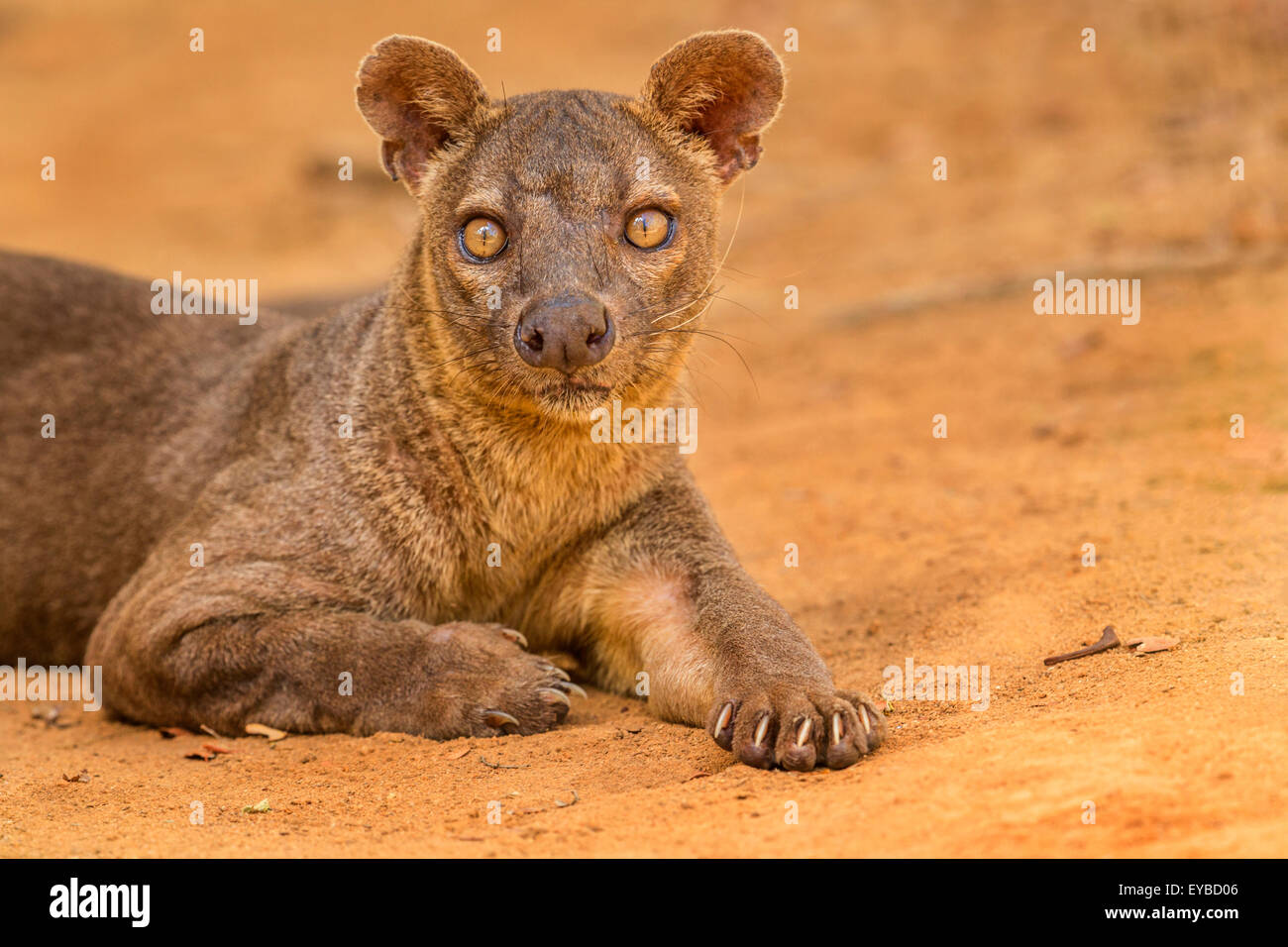Ein Porträt von einem ruhenden männlichen Fossa im Nationalpark Kirindy, Madagaskar. Stockfoto