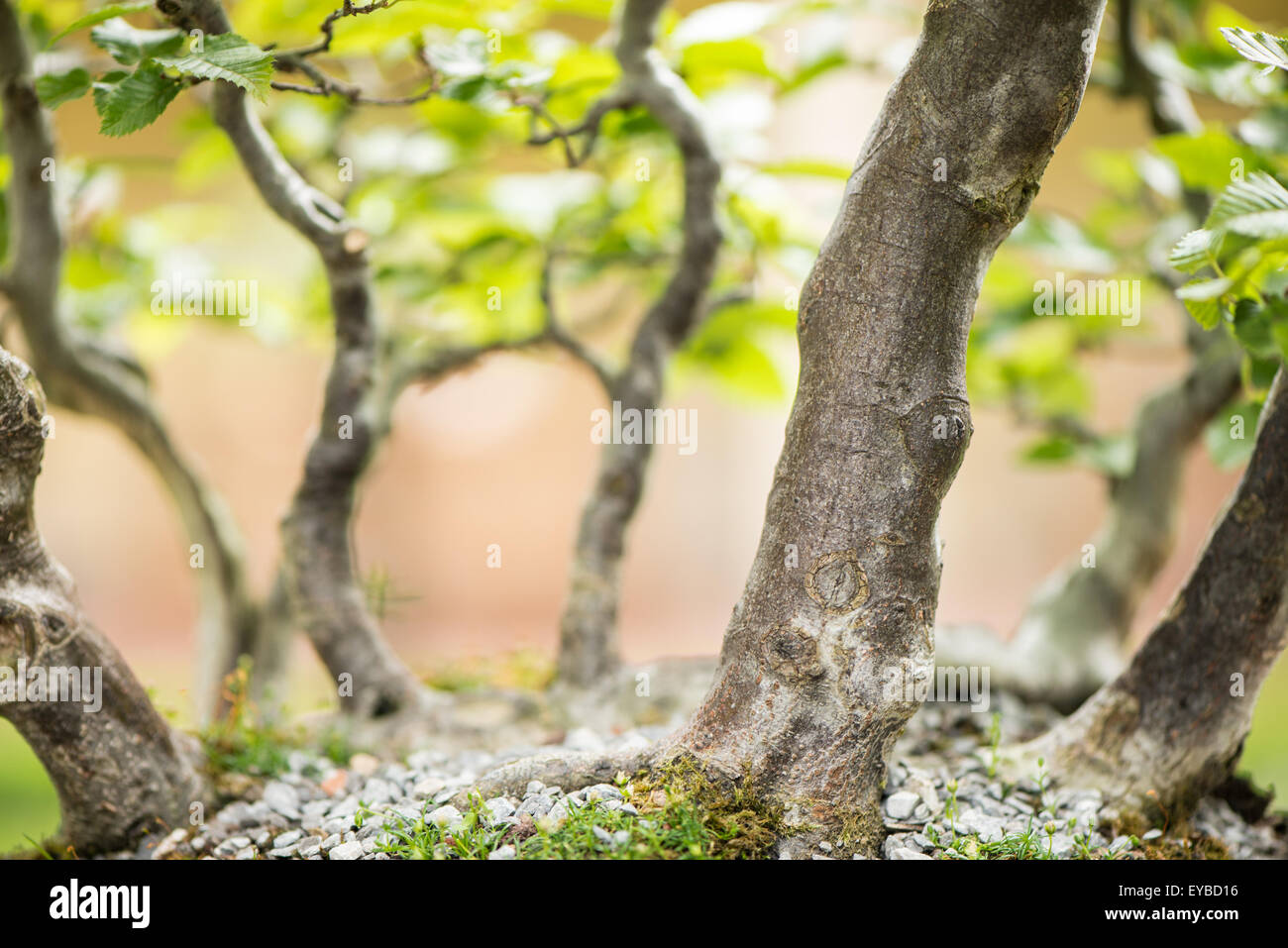 Bonsai-Wald mit gemeinsamen Hainbuchen (Carpinus Betulus Stockfotografie -  Alamy