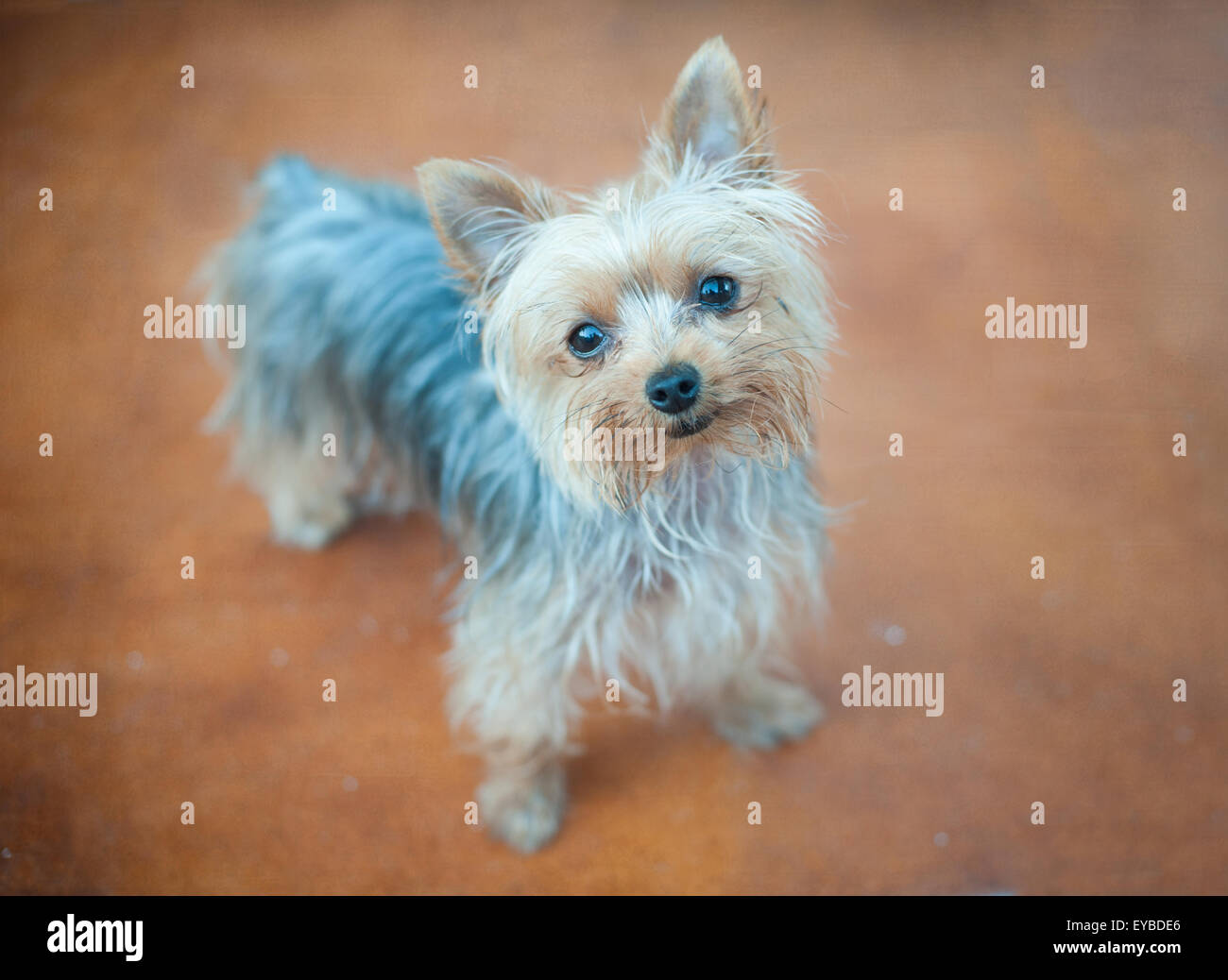 Niedlichen kleinen Hund in die Kamera schaut Stockfoto