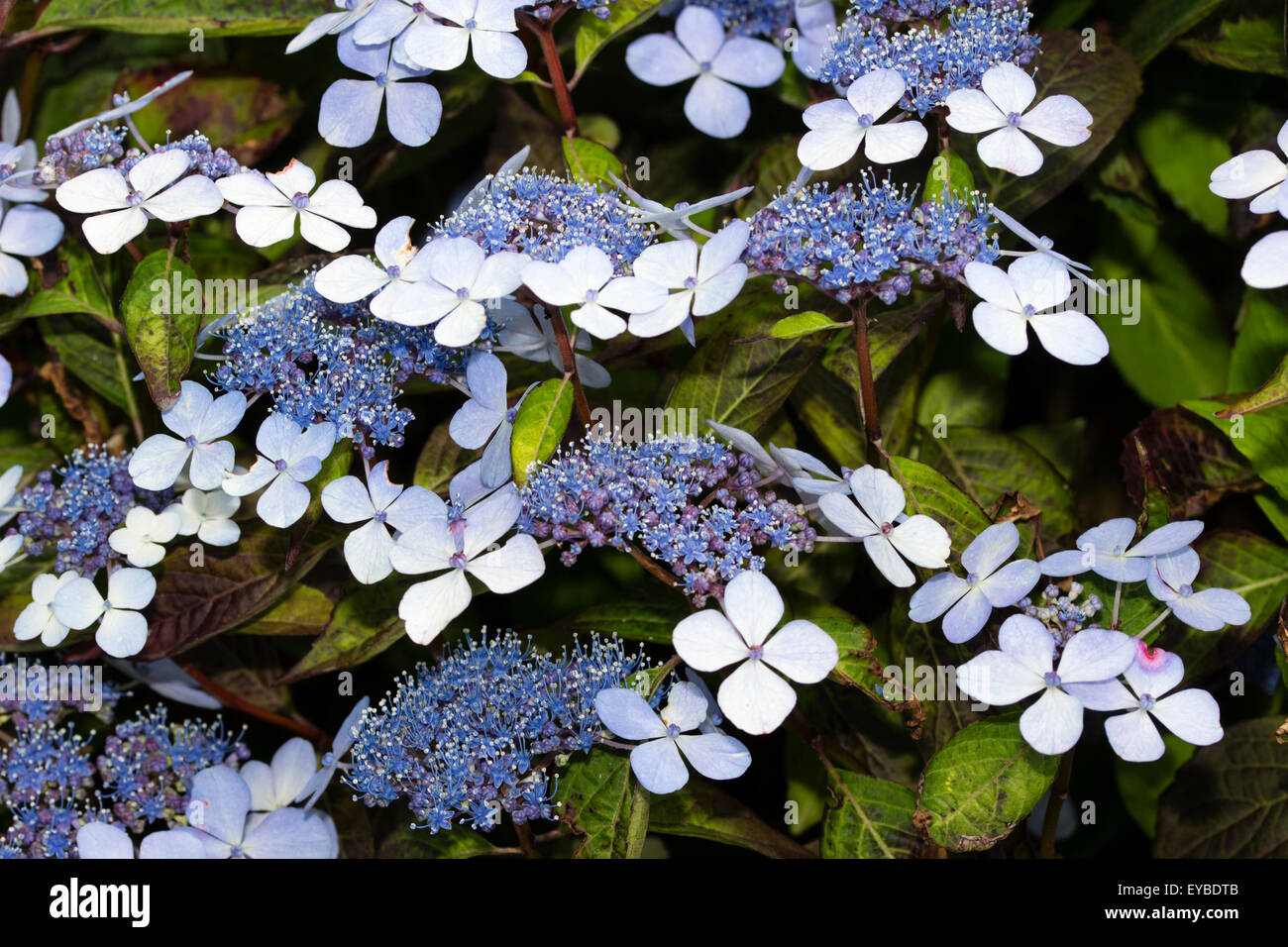Blaue und weiße Lacecap Blumen der Hydrangea Serrata 'Bluebird' Stockfoto