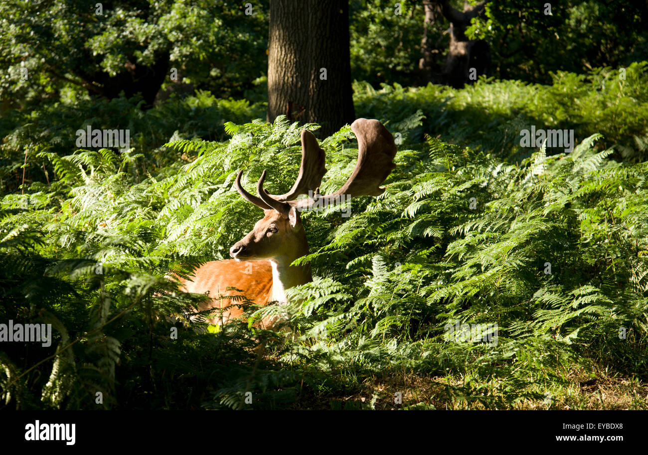 Damhirsch Hirsch in Richmond Park, West London. Stockfoto