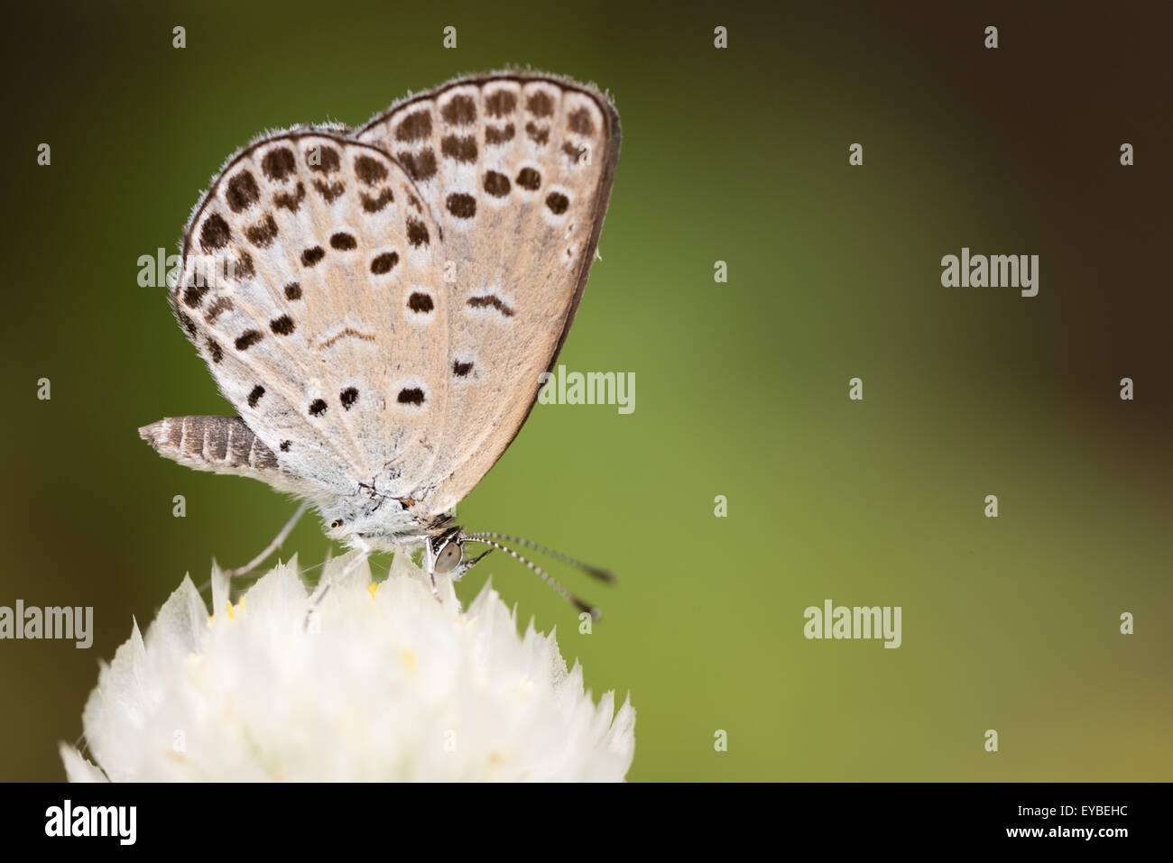 Eine Makroaufnahme eines weißen "Pale Grass Blue" Schmetterlings auf einer weißen Kugel Amaranth-Blume. Stockfoto