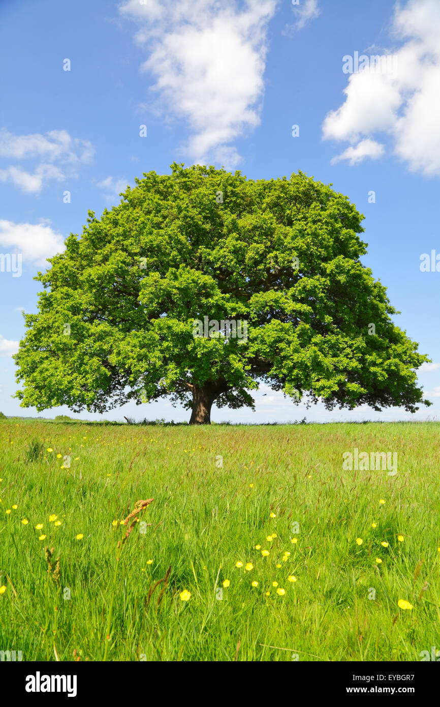 Eiche Baum in Spring, Kent, England, Großbritannien, Vereinigtes Königreich. Quercus fagaceae. Quercus robur. Stockfoto