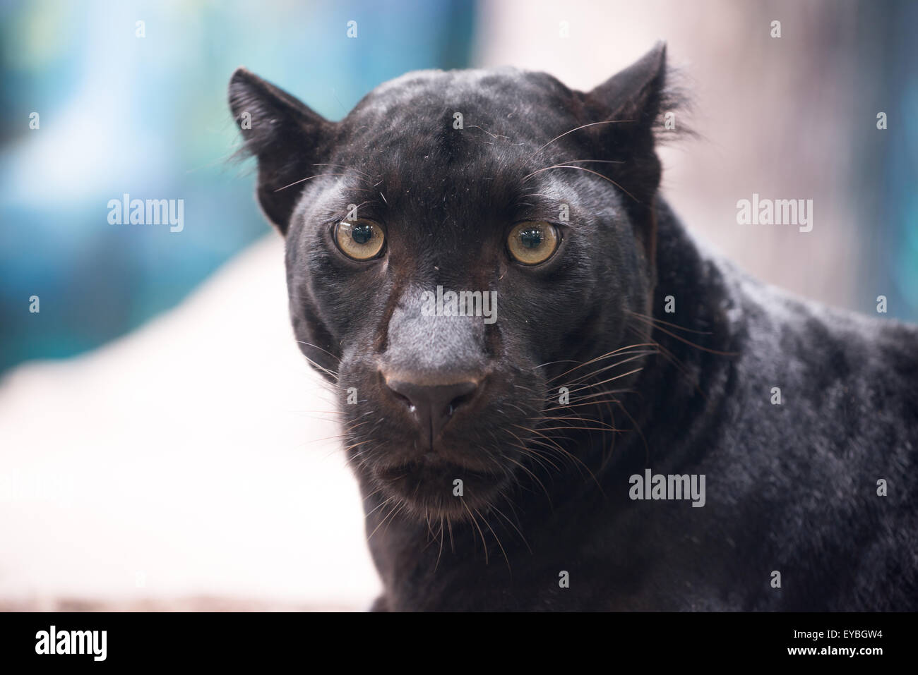 Black Pantherkopf hautnah Stockfoto