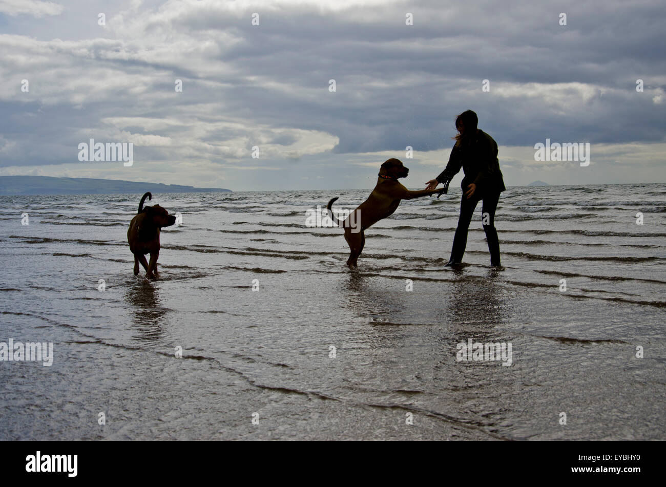 Hunde, die Spaß mit ihrem Besitzer am Strand von Troon, Schottland Stockfoto