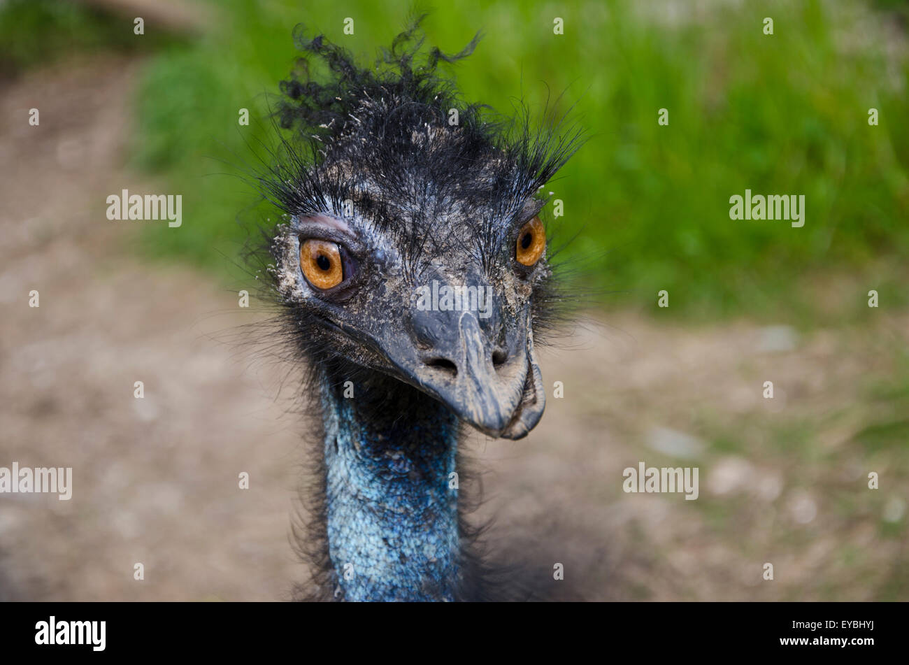 Die WWU bockte Schnabel Stockfoto