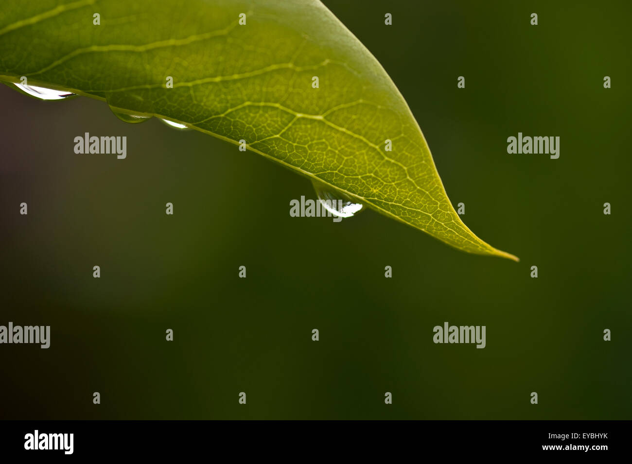 Lila Blatt Hintergrundbeleuchtung mit Wassertropfen Stockfoto