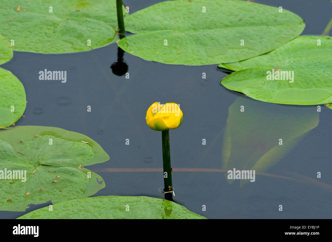 Gelbe Seerose (Nuphur Lutea) im Sommer, UK Stockfoto