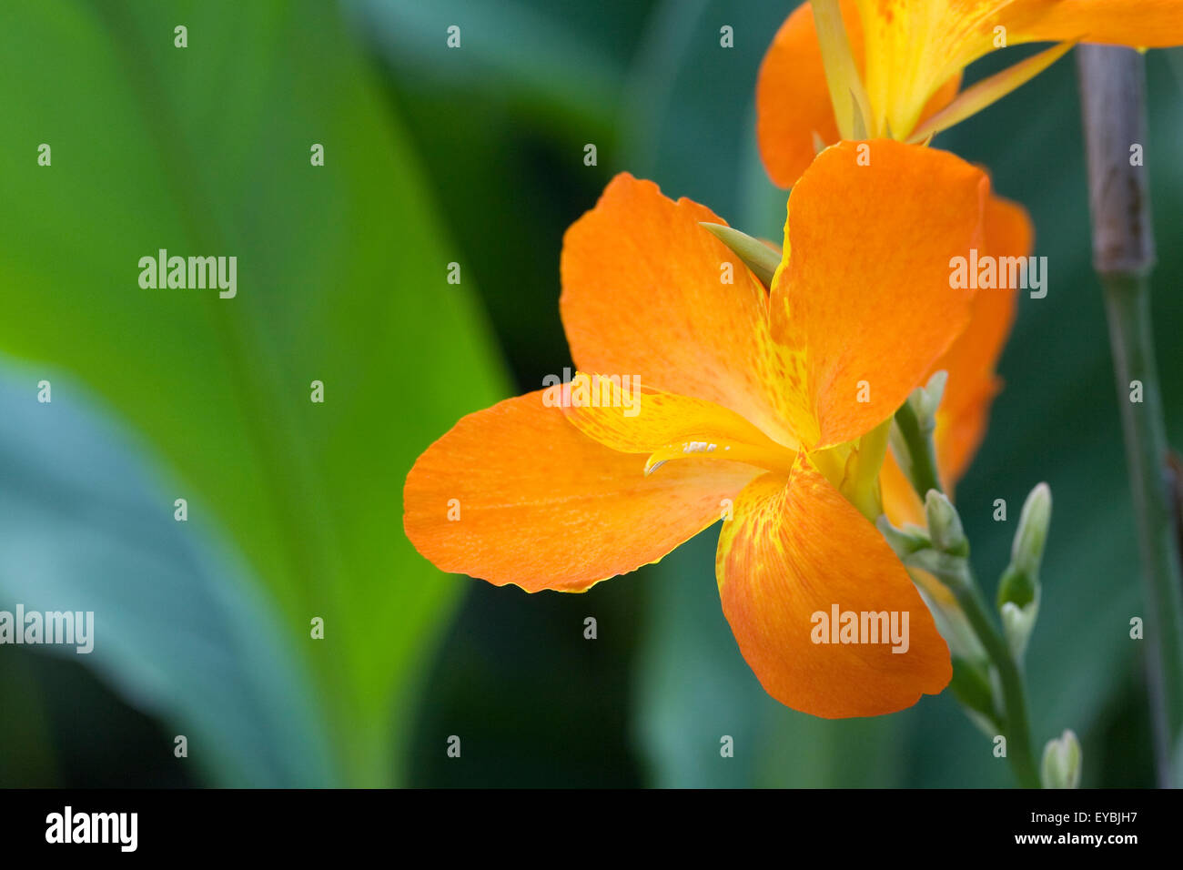 Canna Lilie 'Orange Punch' Blume. Stockfoto