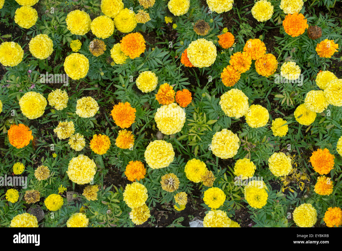 Bunte Blumen in einem schönen Garten Stockfoto