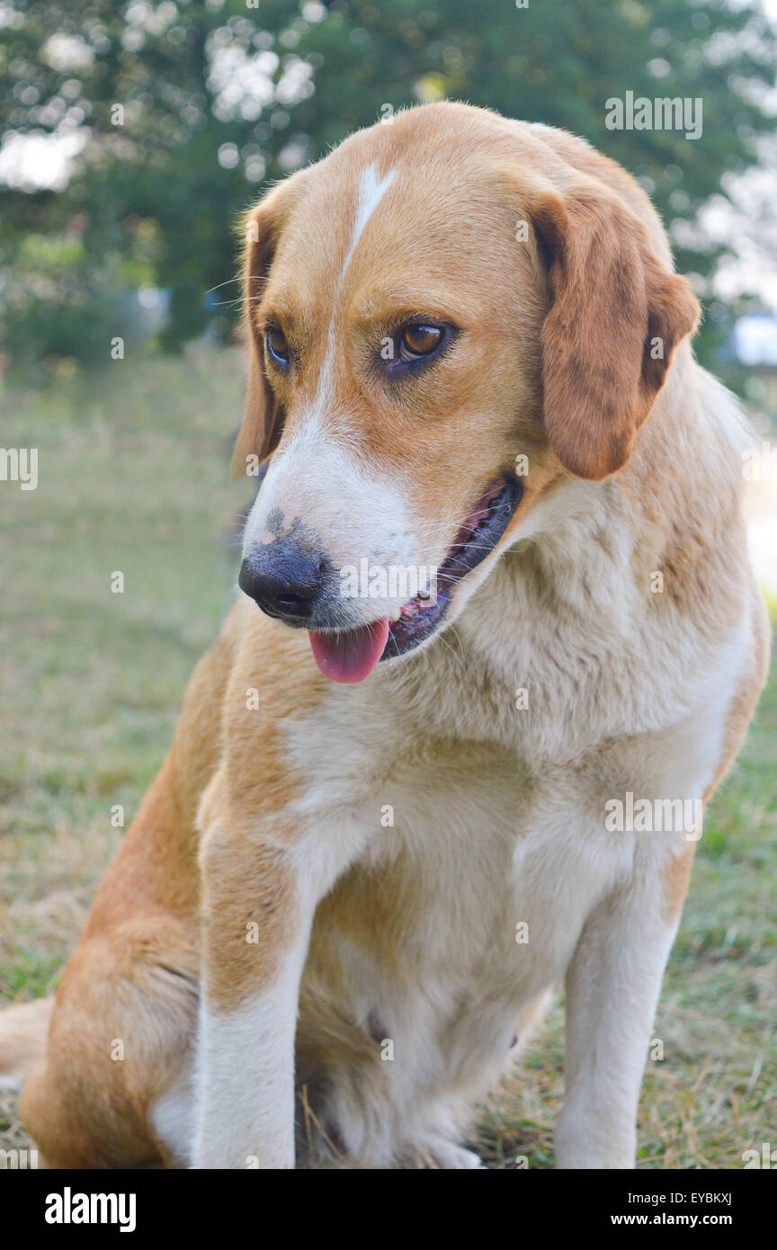 Porträt eines gelben Mischling Hund sitzen in der Wiese Stockfoto