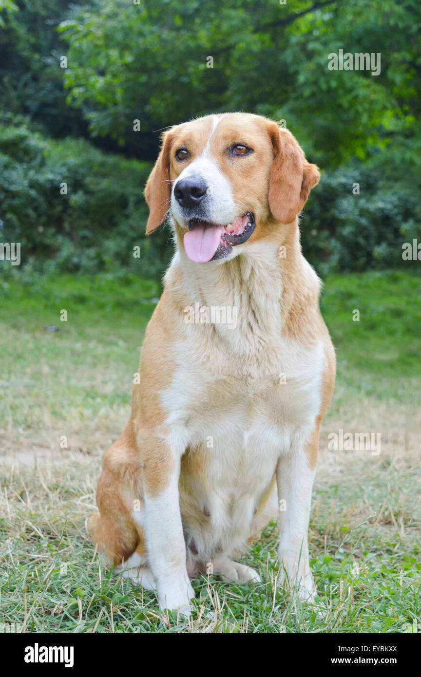Porträt eines gelben Mischling Hund sitzen in der Wiese Stockfoto