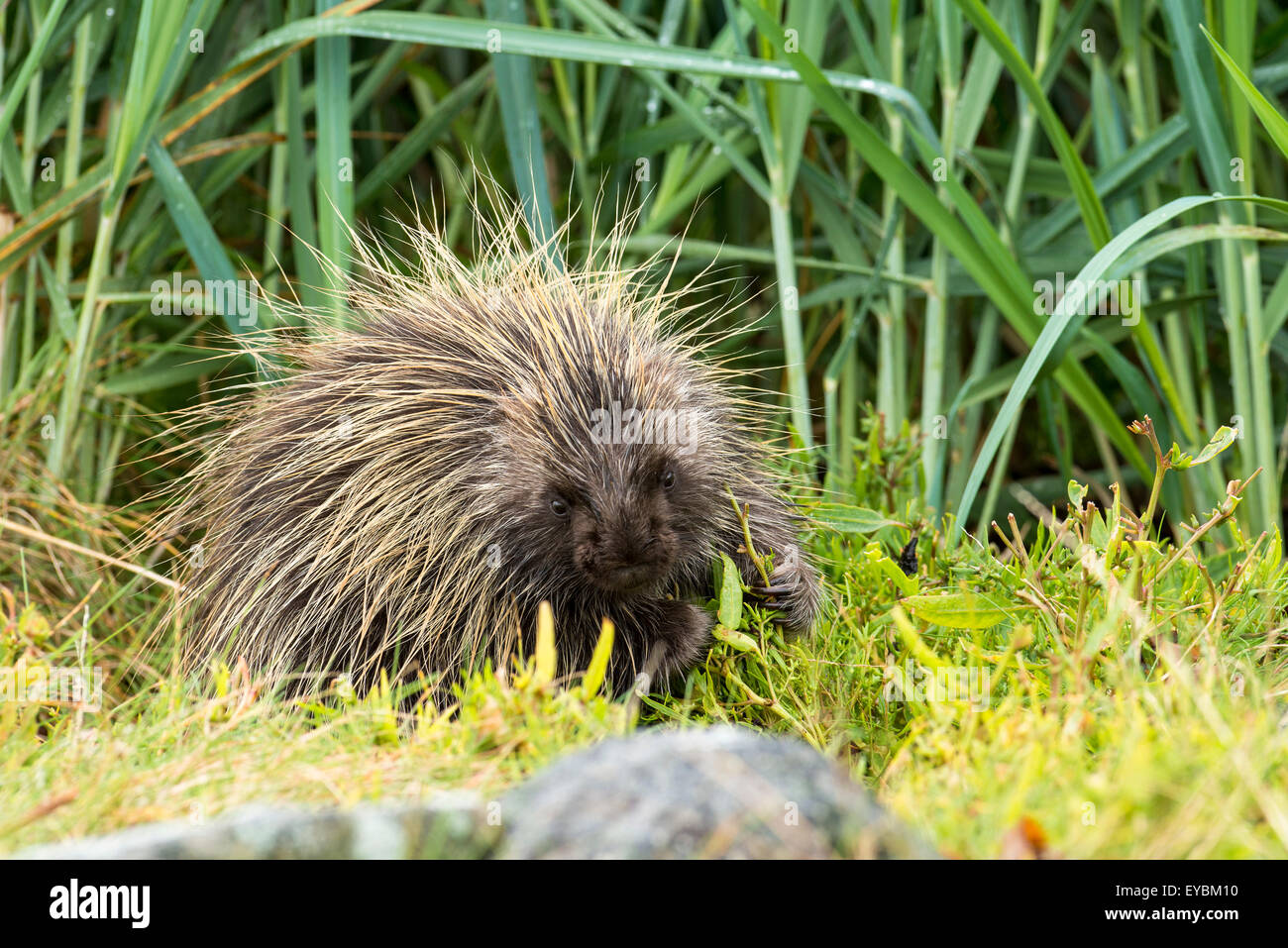 North American Porcupine (Erethizon Dorsatum), Glacier Bay Nationalpark, Alaska, USA Stockfoto
