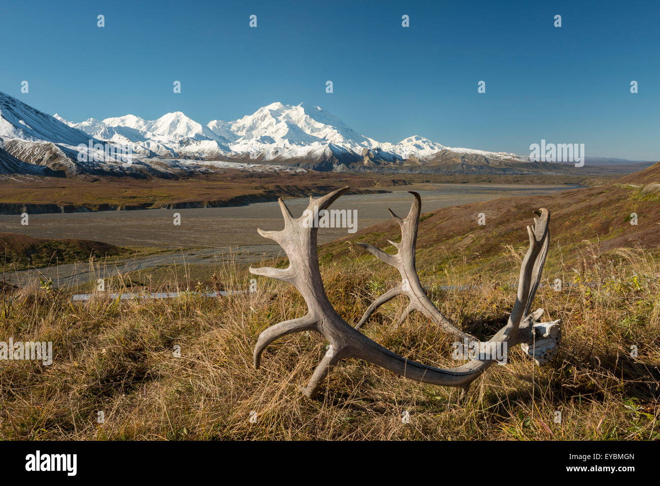 Caribou Geweih vor Mount McKinley, Denali-Nationalpark, Alaska Stockfoto