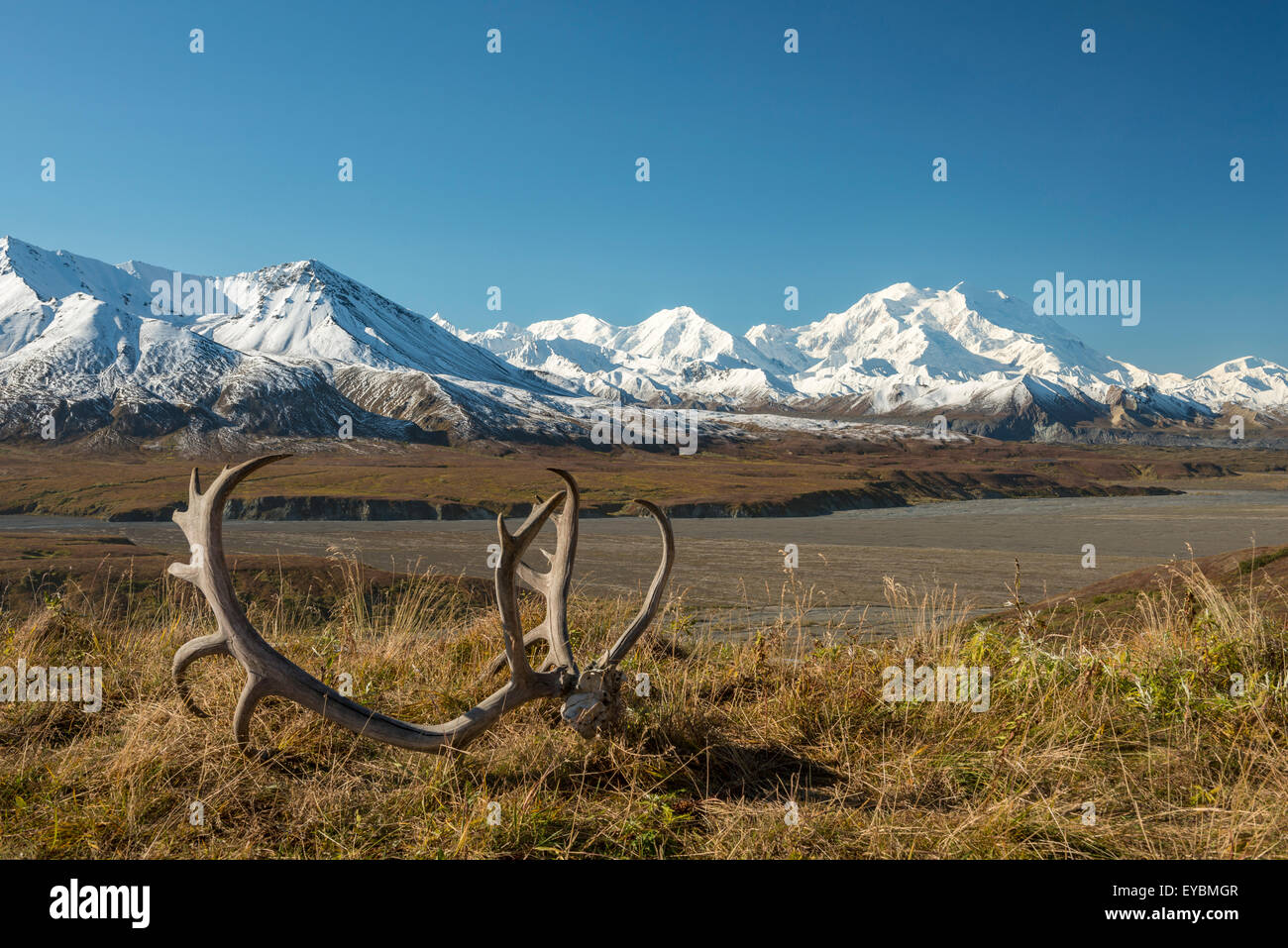 Caribou Geweih vor Mount McKinley, Denali-Nationalpark, Alaska Stockfoto