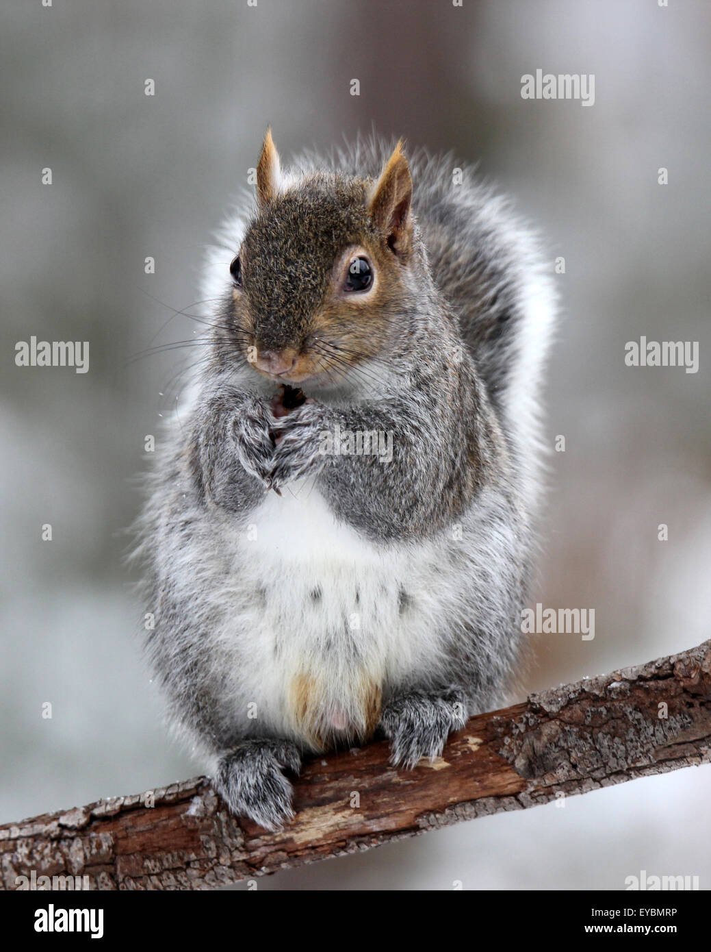 Eine niedliche graue Eichhörnchen sitzt auf einem Ast an einem Wintermorgen Essen eine Nuss aus der Pfoten Stockfoto