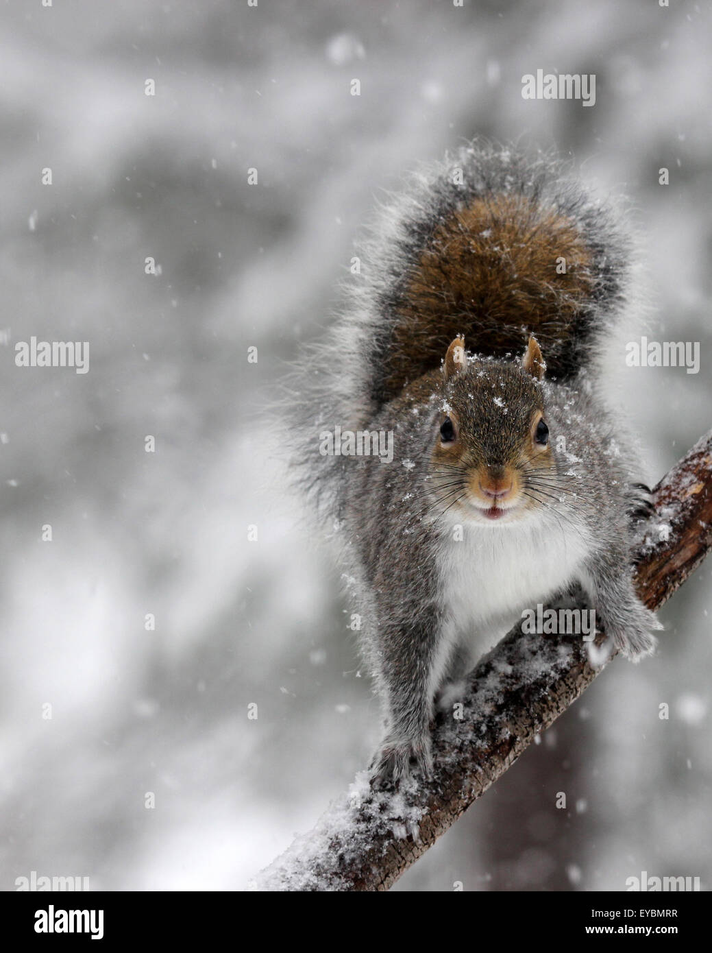 Eine graue Eichhörnchen (Sciurus Carolinensis) auf einem Ast in fallenden Schnee an einem Wintermorgen Stockfoto