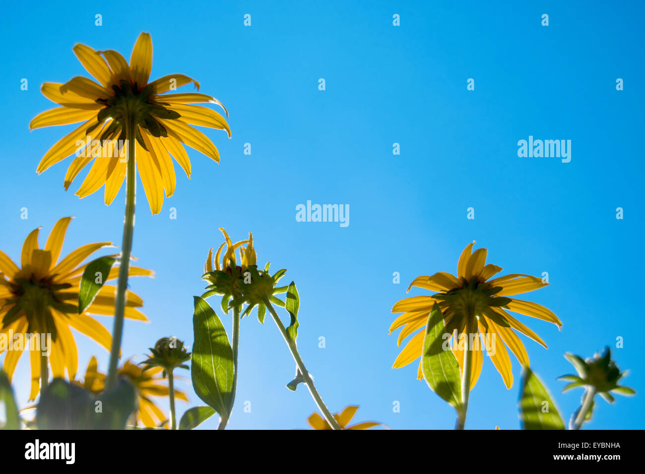 Blaues Auge Susan gelbe Blumen im Garten mit blauen Himmel und Sonne Stockfoto