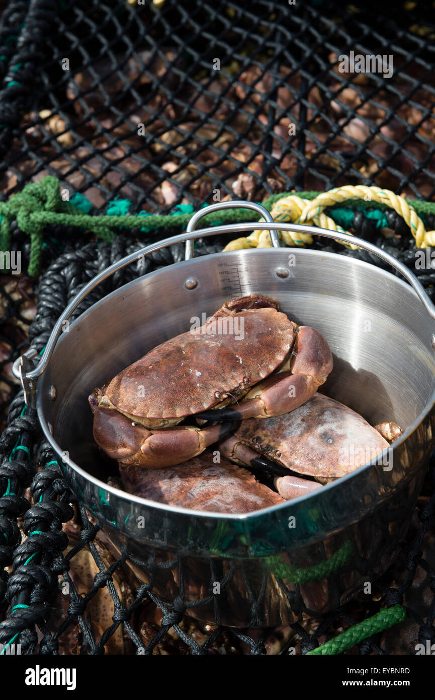 Frisch gefangen und landete Cardigan Bay braunen Krabben, Aberystwyth Hafen Wales UK Stockfoto