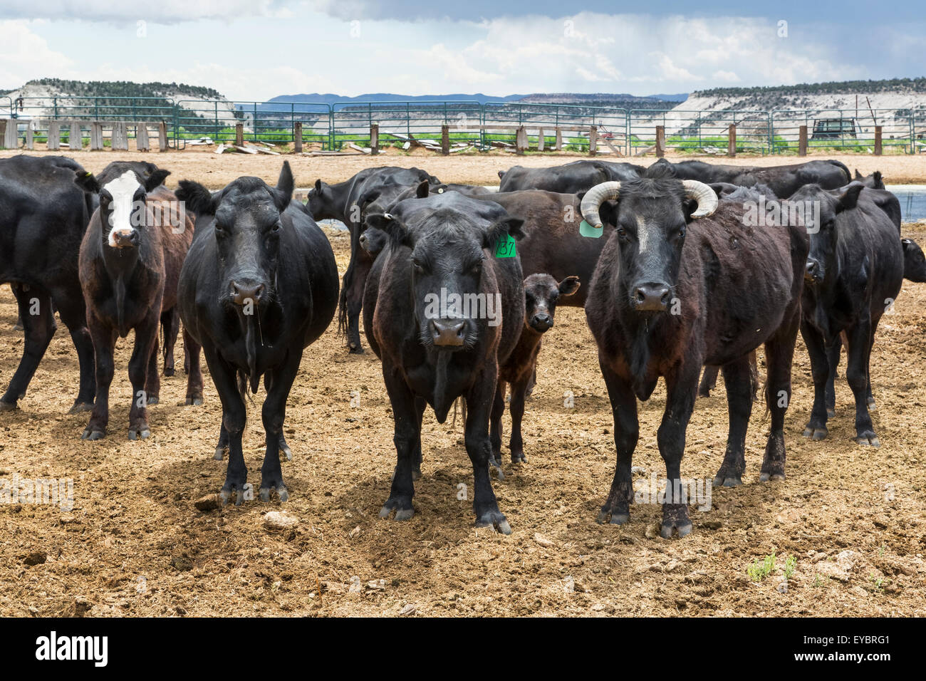 Rinder, Blick in die Kamera. Southern Utah Stockfoto