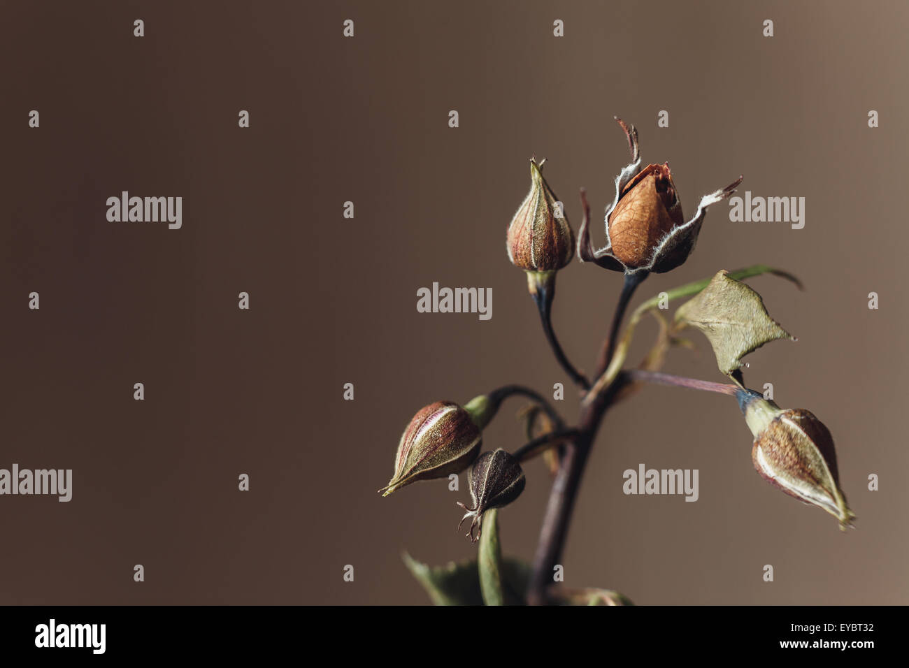 traurig verblasste rose Blume Nahaufnahme Makro Stockfoto