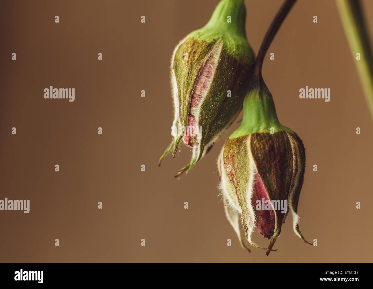 traurig verblasste rose Blume Nahaufnahme Makro Stockfoto