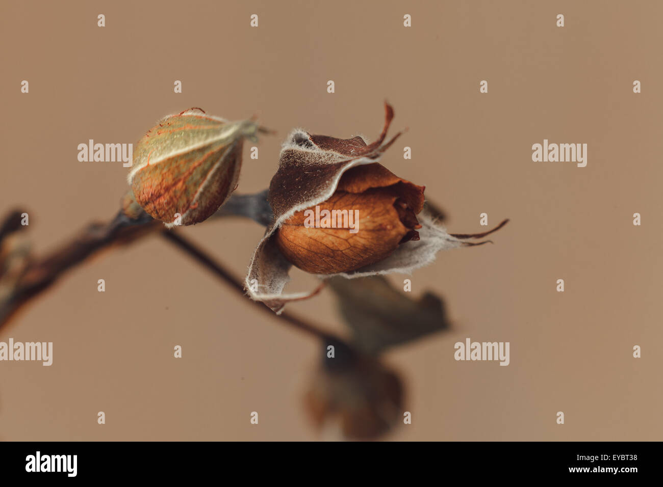 traurig verblasste rose Blume Nahaufnahme Makro Stockfoto