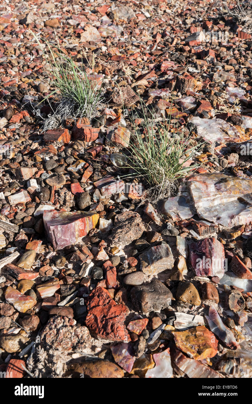 Versteinertes Holz Gitarrennoten Wurf Boden, versteinerten National Park, Arizona Stockfoto