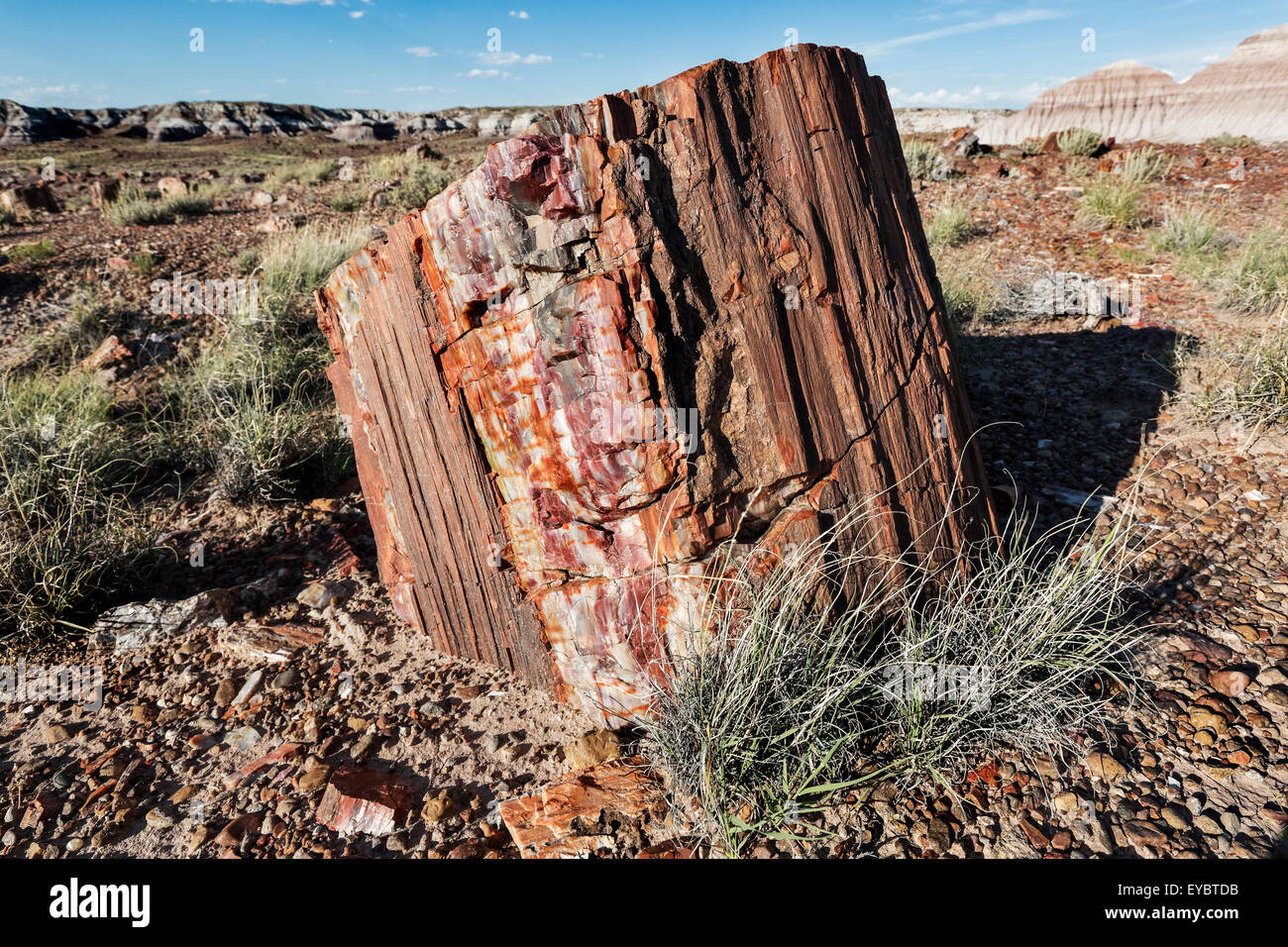 Versteinertes Holz, versteinerten Wald Nationalpark, Arizona Stockfoto