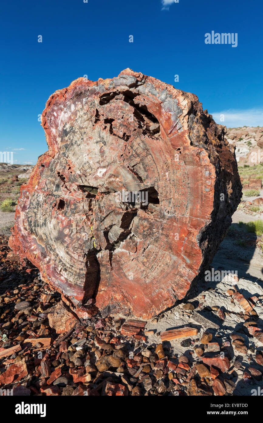 Versteinertes Holz, versteinerten Wald Nationalpark, Arizona Stockfoto