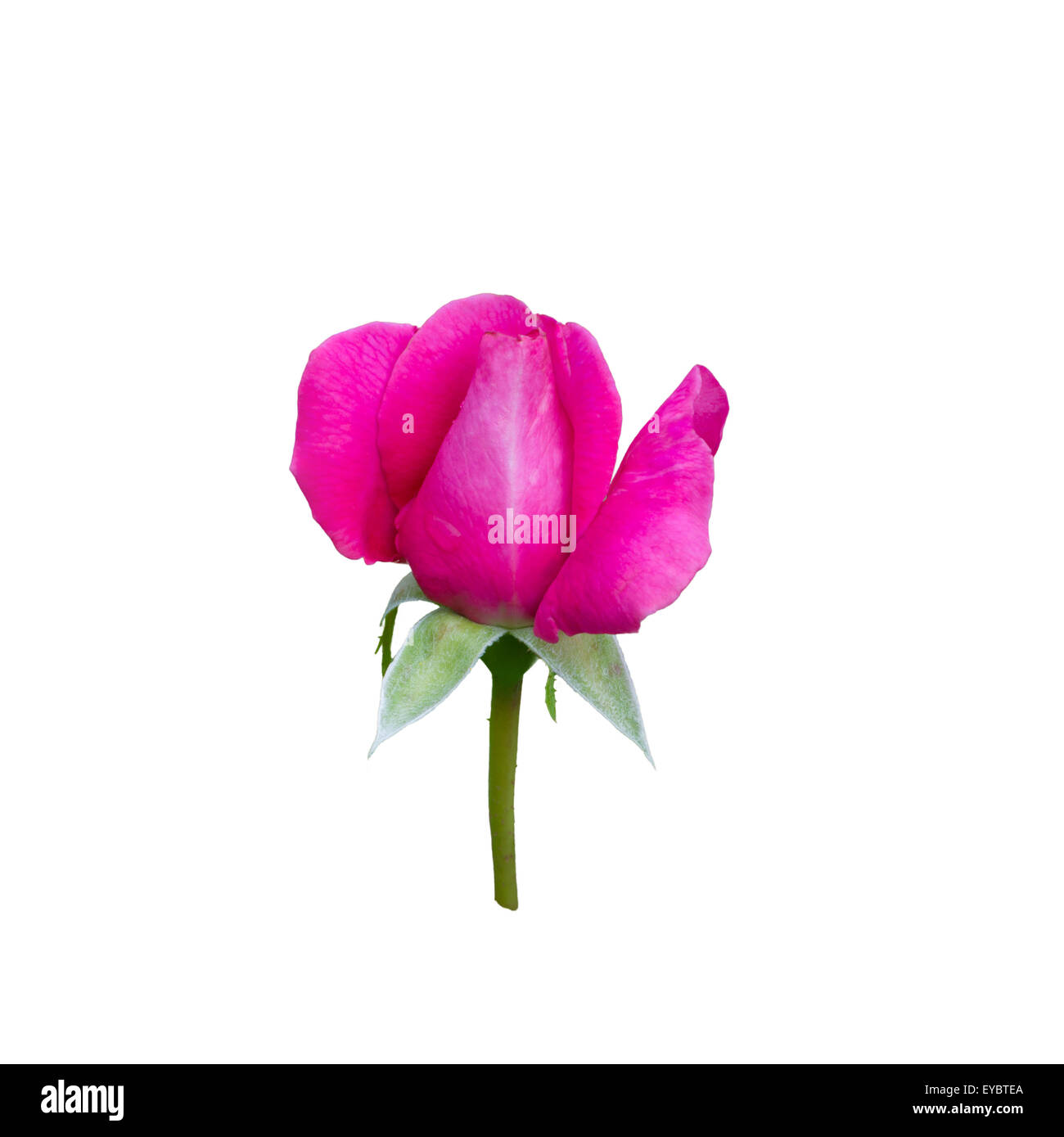 Rose rosa Knopf isoliert auf weißem Hintergrund. Stockfoto