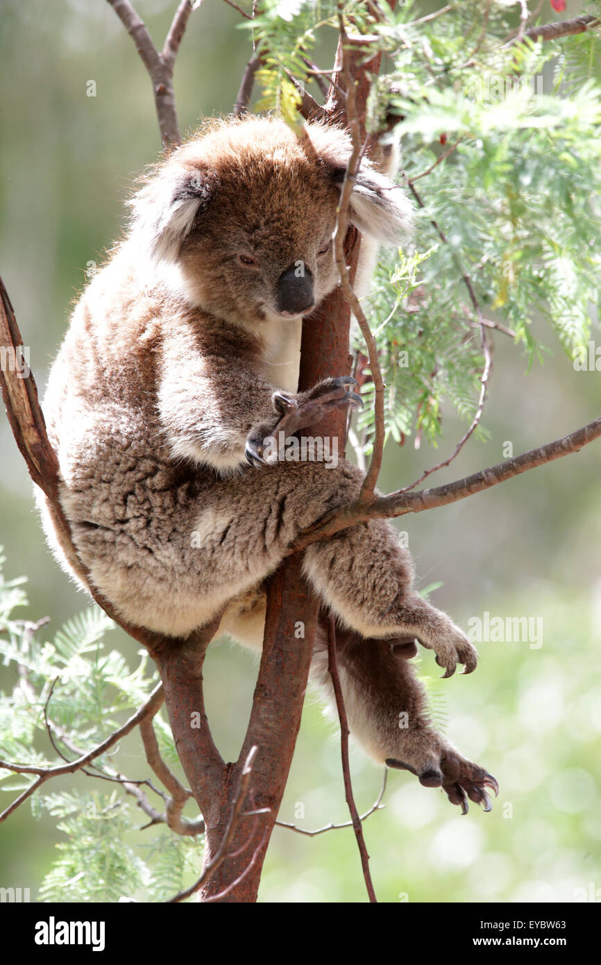 (Tidbinbilla Nature Reserve, Australien---15. März 2014)          Ein Koala (Phascolarctos Cinereus) in einem Baum hängen. Stockfoto