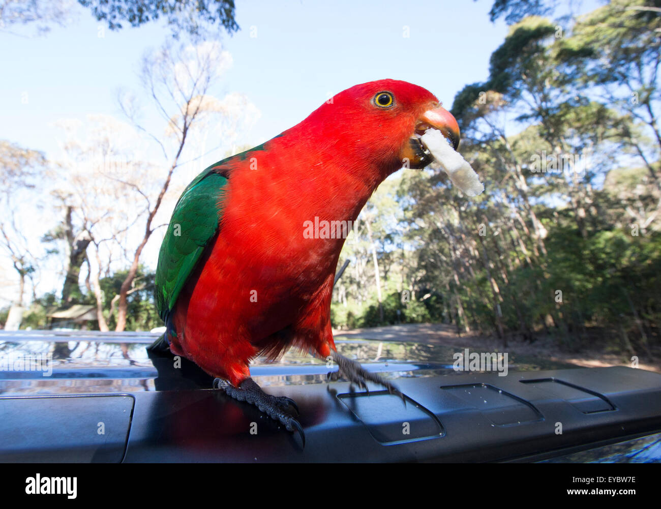 (Kieselstrand, Murramarang National Park, Australien---21. Juni 2015)  Australische King Parrot (Alisterus Skapuliere) Brot zu essen. Stockfoto