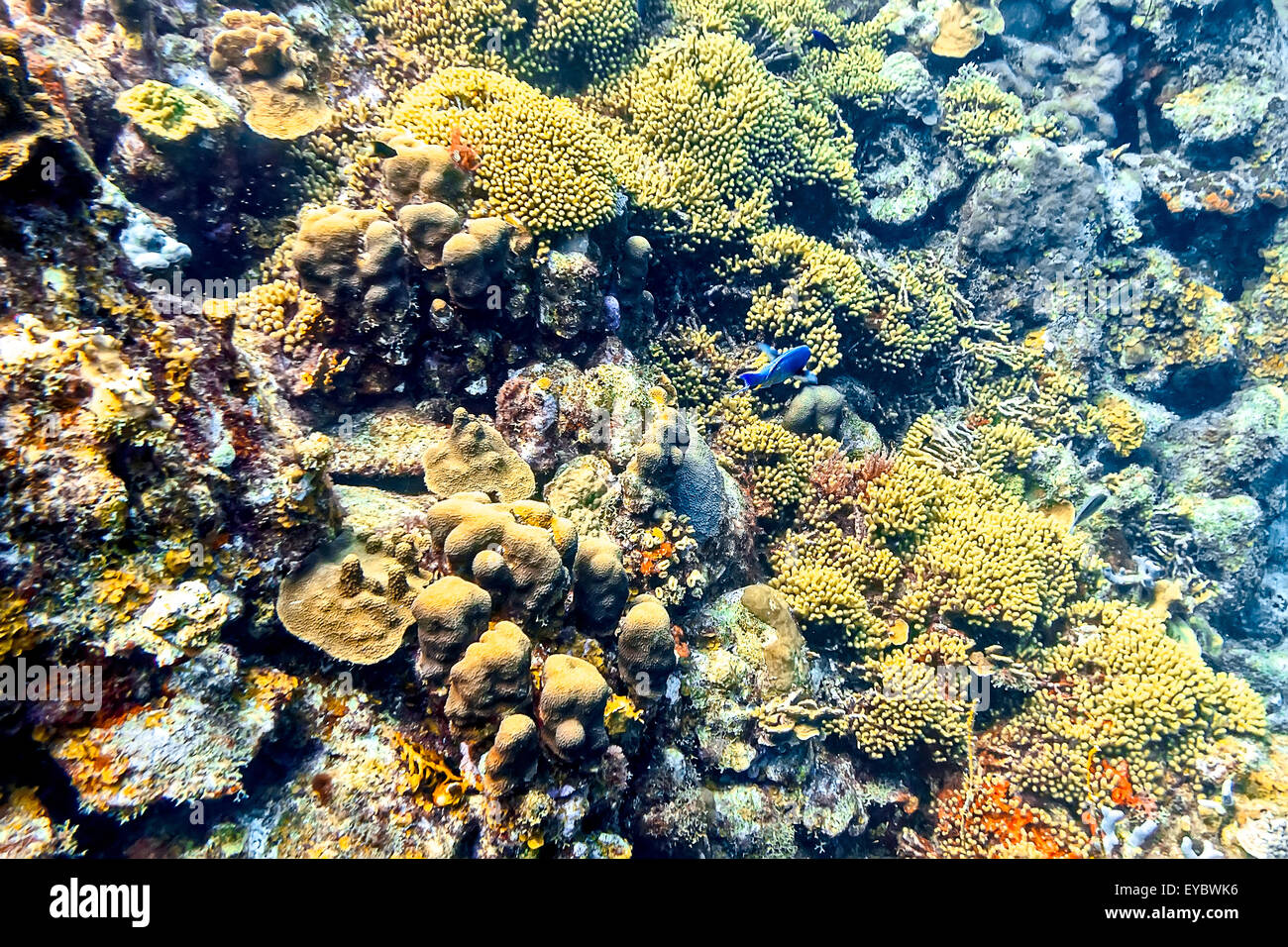 Underwater Wildlife Stockfoto