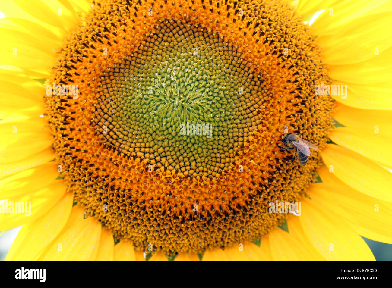 Nahaufnahme, Detail von Sonnenblume mit Biene Stockfoto
