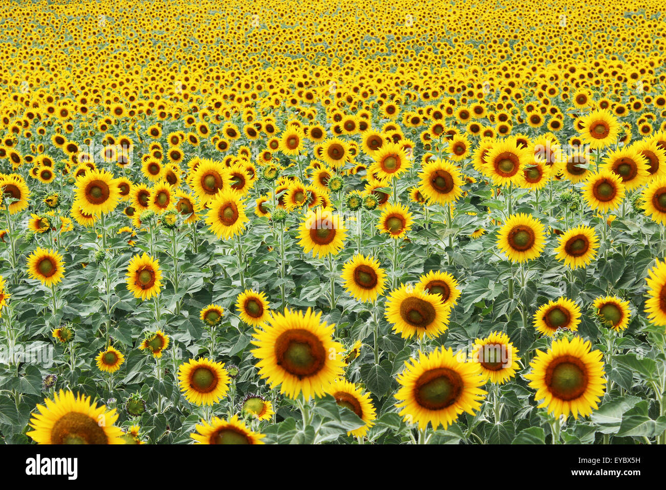 Strukturelle Grafik Schuß des Feldes von Hunderten von Sonnenblumen, im Sonnenschein, in der Blüte Stockfoto