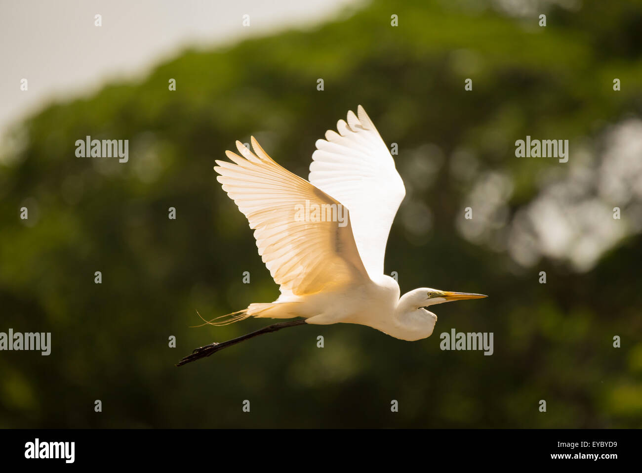 Ein Silberreiher im Flug Stockfoto