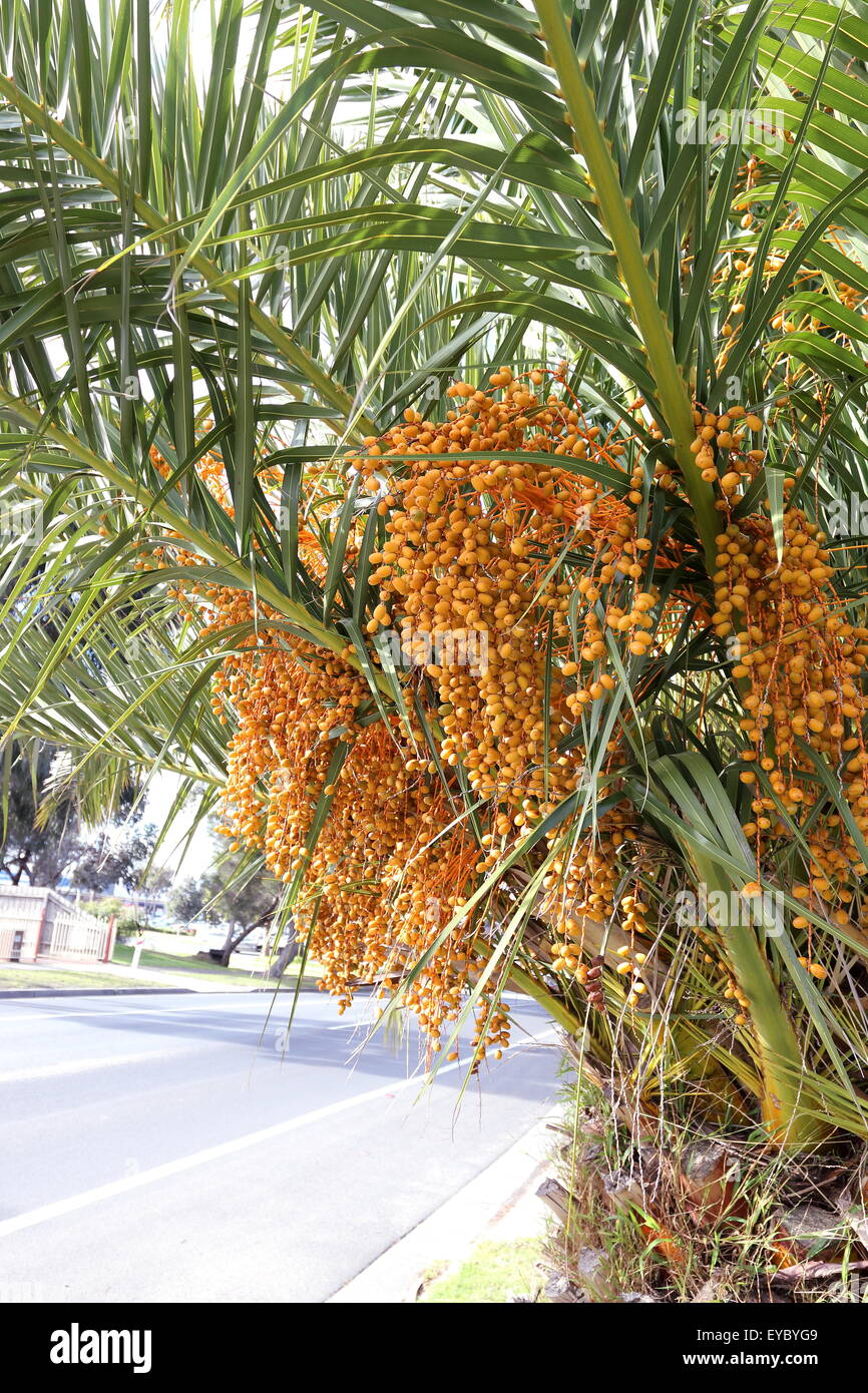 Butia Capitata oder auch bekannt als Pindo Palme Früchte am Baum Stockfoto