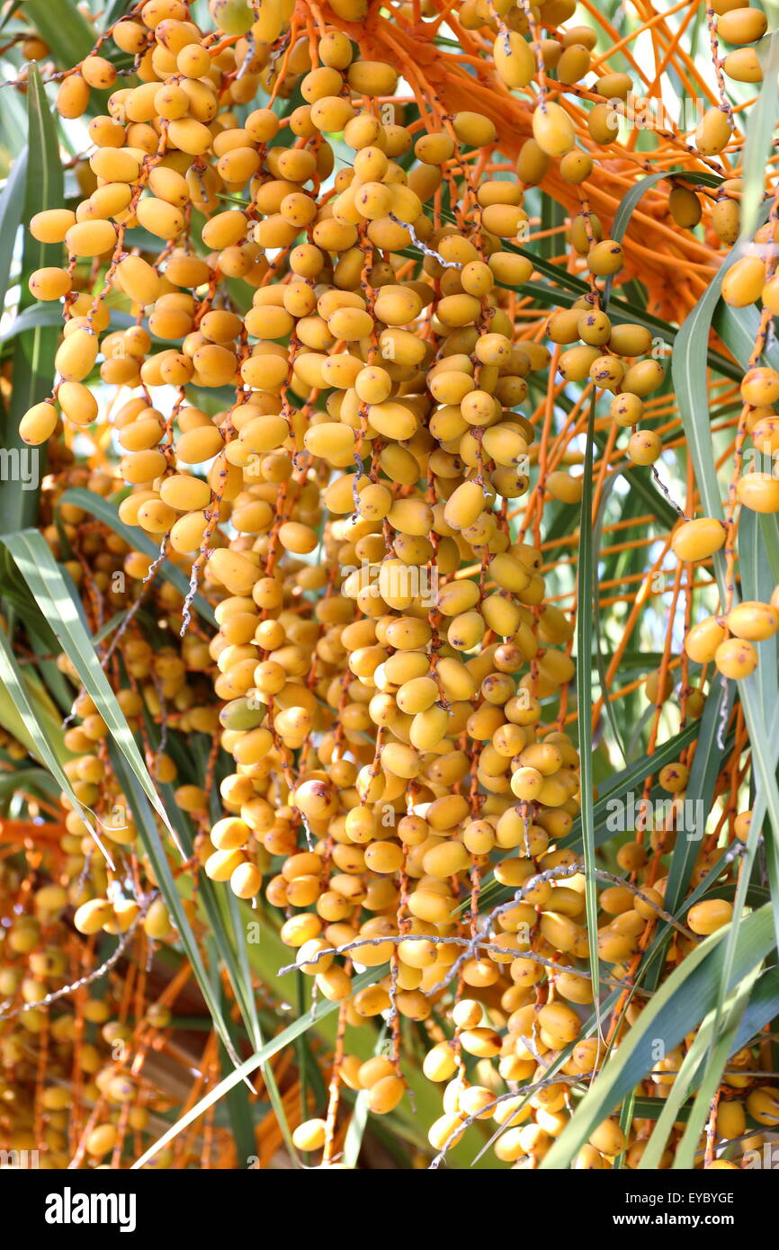 Butia Capitata oder auch bekannt als Pindo Palme Früchte am Baum Stockfoto