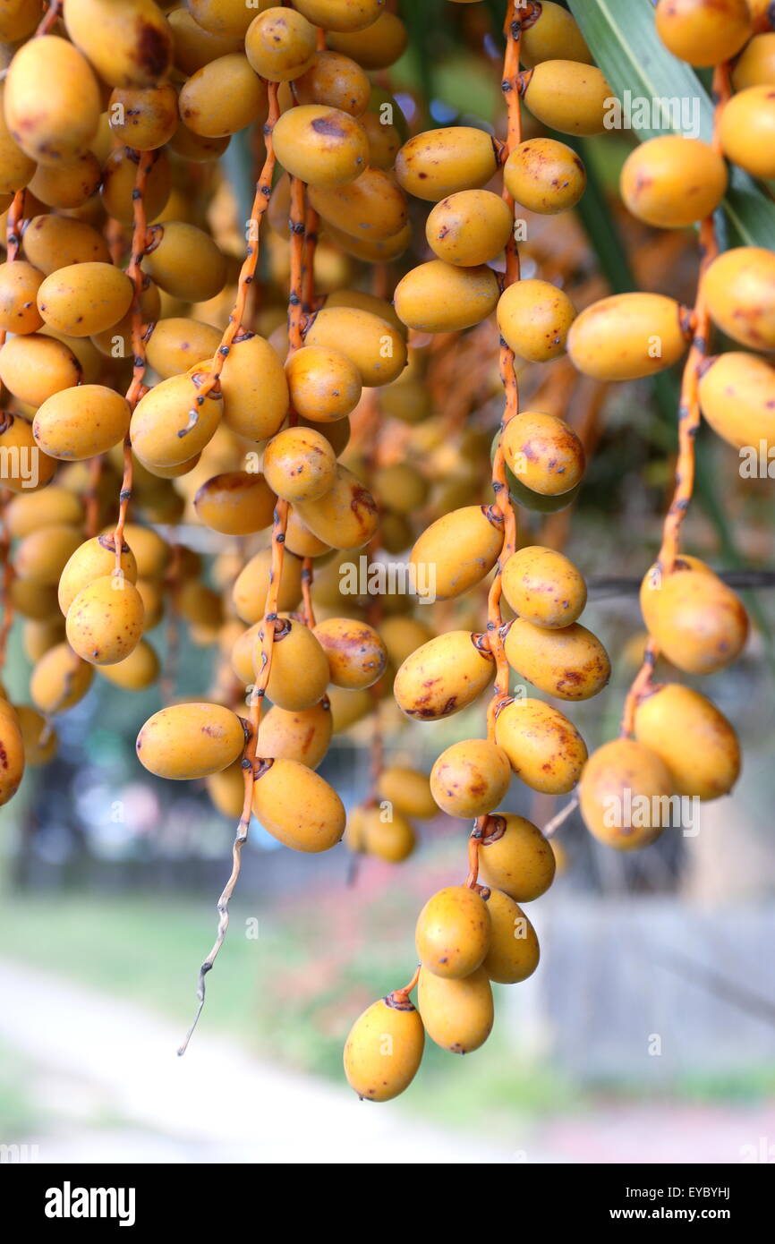 Pindo palmfrüchte, die am baum hängen Stockfotos und bilder Kaufen Alamy