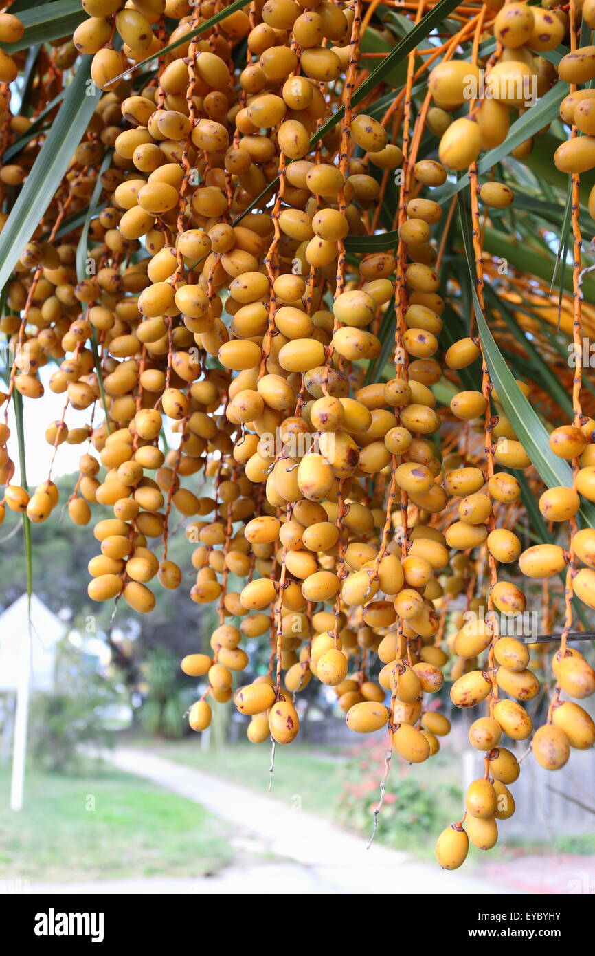 Butia Capitata oder auch bekannt als Pindo Palme Früchte am Baum Stockfoto