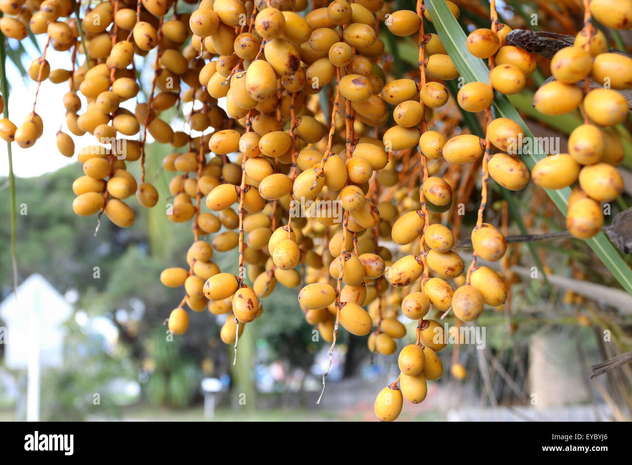 Butia Capitata oder auch bekannt als Pindo Palme Früchte am Baum  Stockfotografie - Alamy